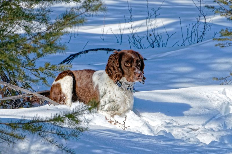 Food isn't the only reward that keeps these responsive dog breeds engaged 11 English Springer Spaniel