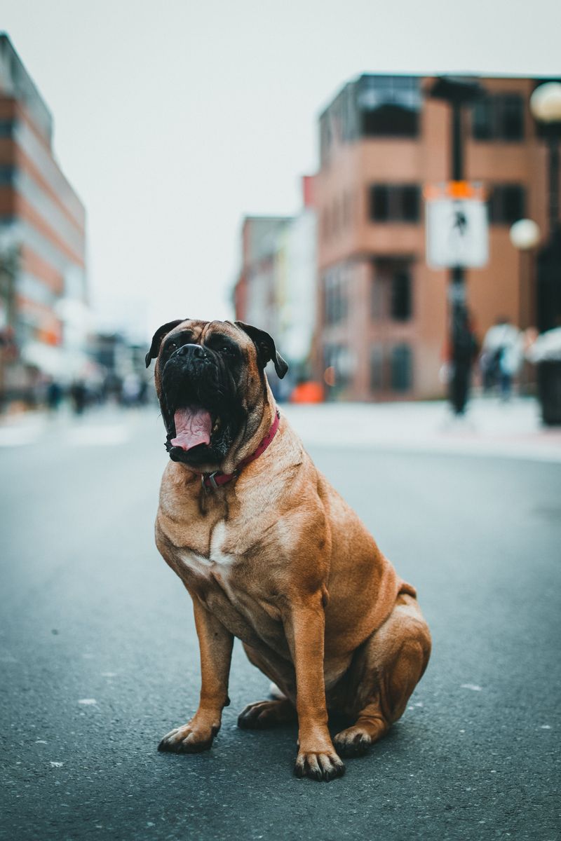 These sleepy dog breeds know how to enjoy downtime - But not every dog got that memo 9 Bullmastiff: The Sleepy Night Watchman