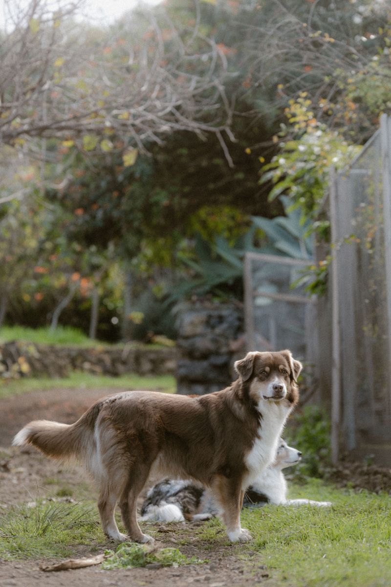 Nail day becomes a major household event with these 12 expressive breeds 9 Australian Shepherd
