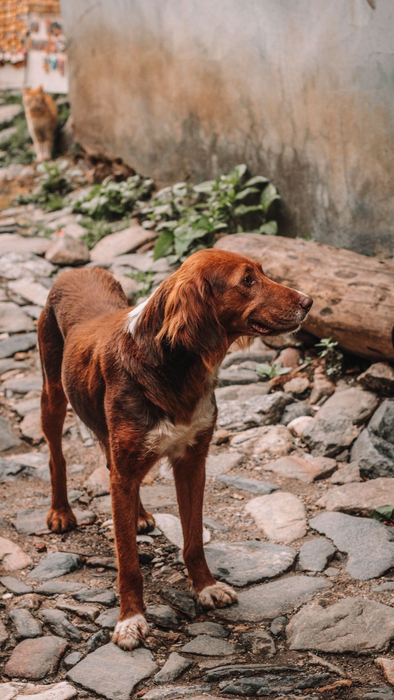 Bring one of these dog breeds home and being loved may become the least subtle part of your day 12 Irish Setter