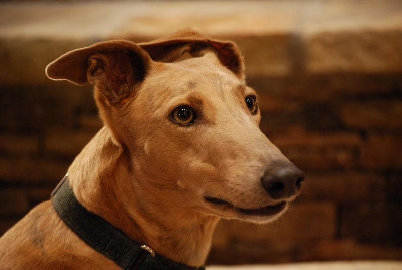 28 Friendly Dog Breeds That Thrive on Human Connection 27 Greyhound