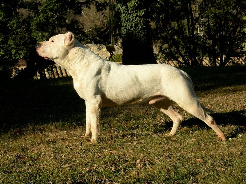 25 Dog Breeds That May Be Too Demanding for Older Owners 10 Dogo Argentino