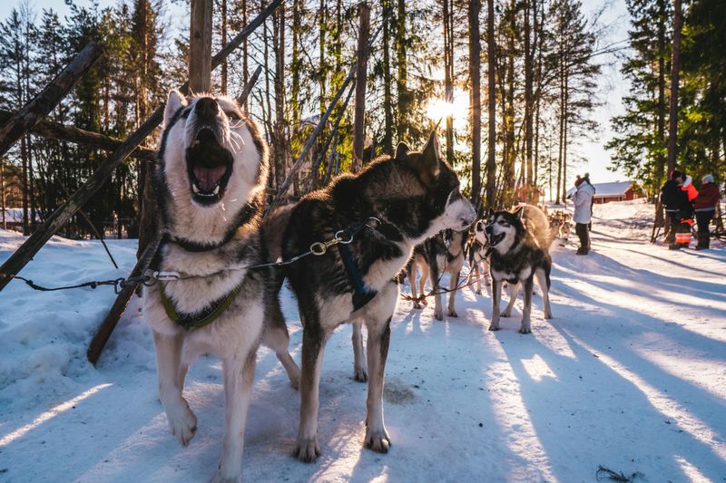 If You Live for Winter Walks, Start With These 14 Cold-Weather-Loving Breeds 3 Siberian Husky