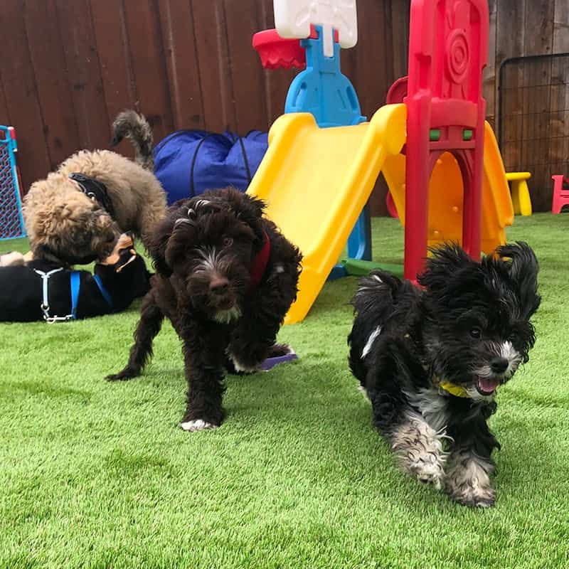 Provide mental stimulation (puzzle toys, sniff walks)