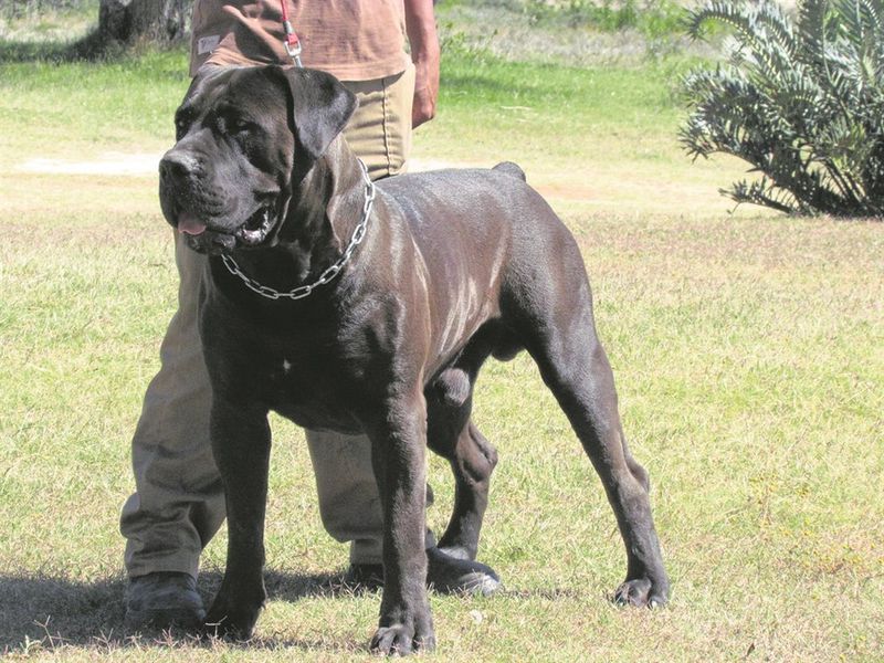 These 13 guard dogs don’t bark for attention - their presence alone is enough 4 Boerboel