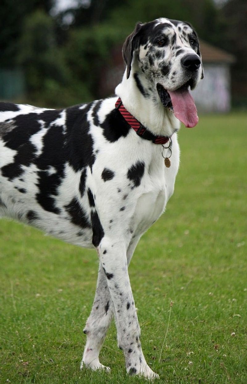25 Dog Breeds Similar to the Bullmastiff in Strength and Temperament 12 Great Dane