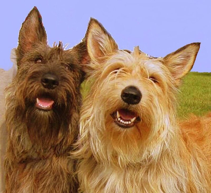 Veterans Say These Dogs Handle Change Better Than Most - 10 Resilient Breeds 5 Picardy Shepherd