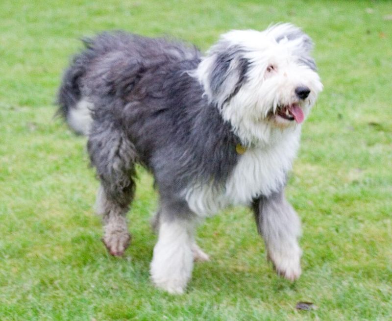 These giant balls of fur can stop strangers in their tracks - and their personalities keep people interested 7 Old English Sheepdog