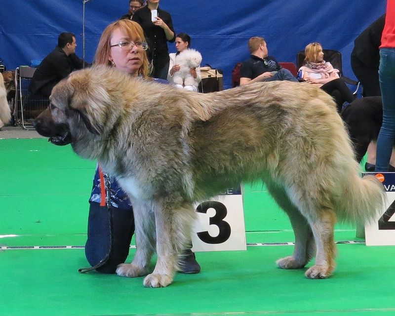 Caucasian Shepherd