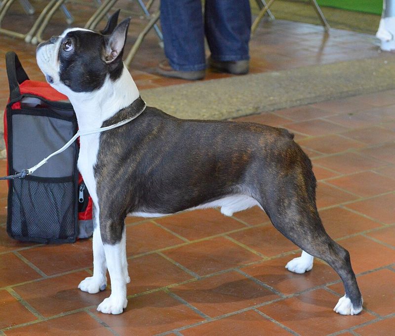 10 loyal companion dogs seniors would choose all over again, plus 3 beloved extras 9 Boston Terrier