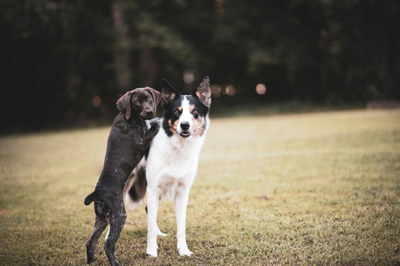 Introduce to Different Breeds