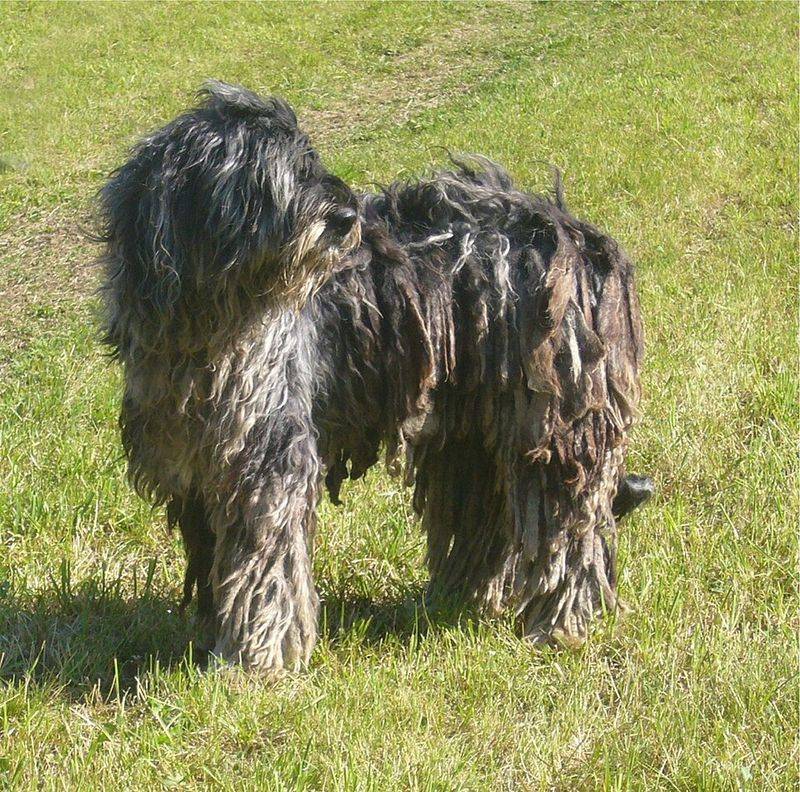 20 dog breeds that slowly create patterns owners don’t notice until much later 21 Bergamasco Sheepdog