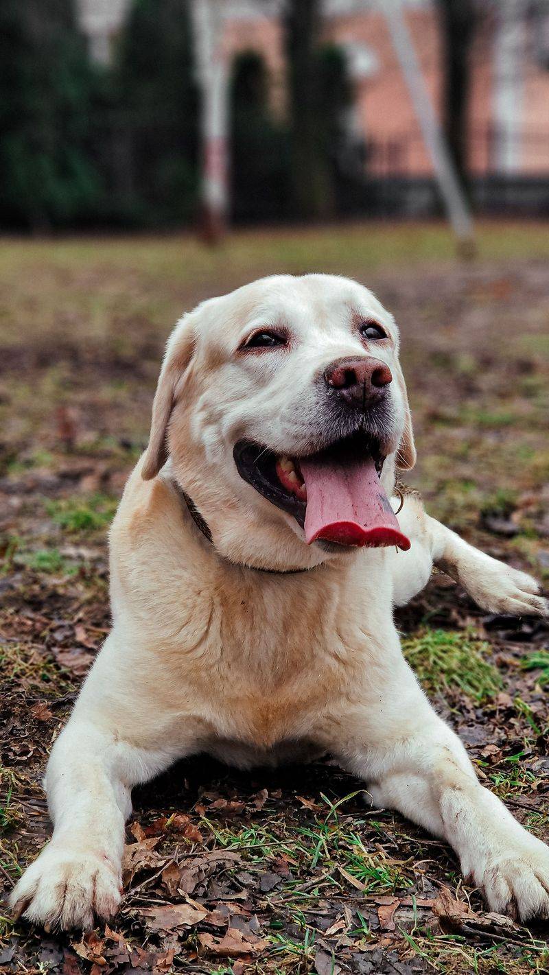 These 11 dog breeds have an uncanny talent for being exactly where they're needed most 6 Labrador Retriever