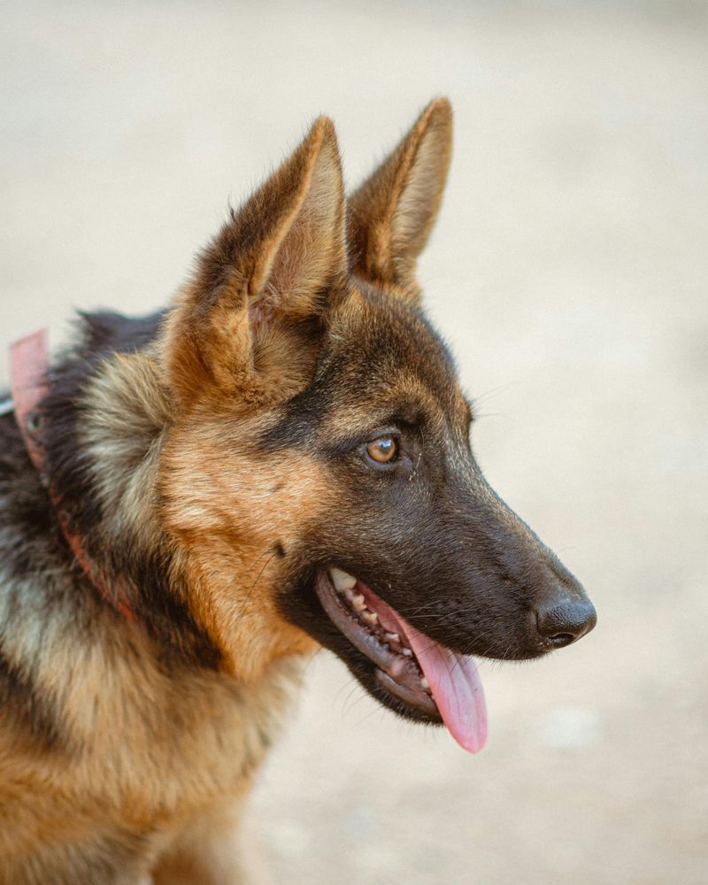 15 fearless dogs with protective instincts owners trust completely 2 German Shepherd