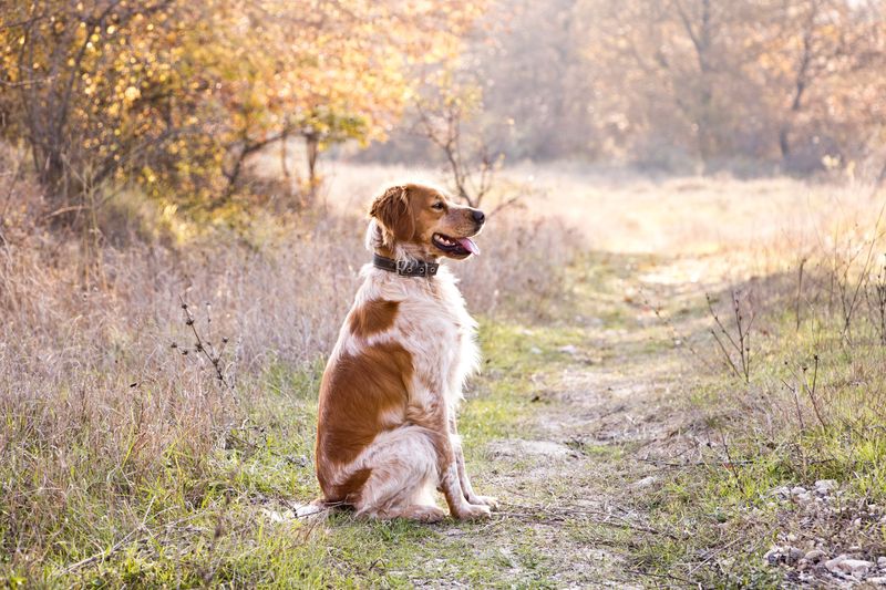Life throws dogs surprises too - These breeds tend to regain their confidence remarkably well 5 Brittany - the cheerful reset button