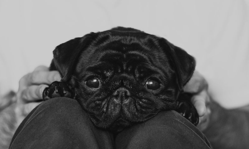 11 dog breeds that want to be treated like the babies of the family 6 Pug