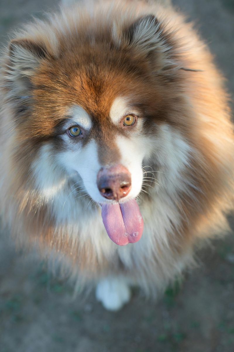 Alaskan Malamute