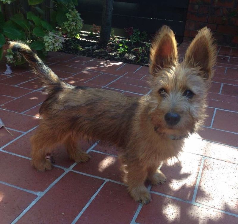 Australian Terrier