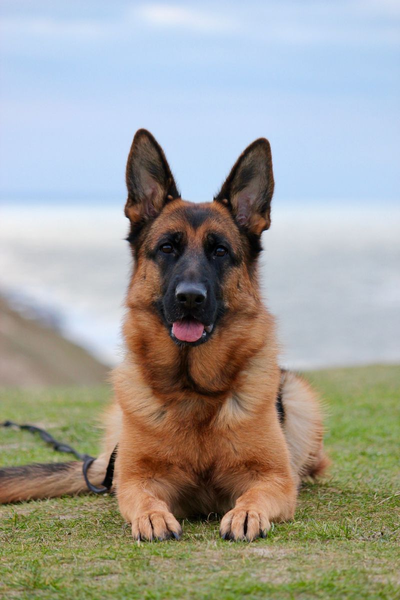 These 11 athletic protectors are winning over a new generation of owners 3 German Shepherd