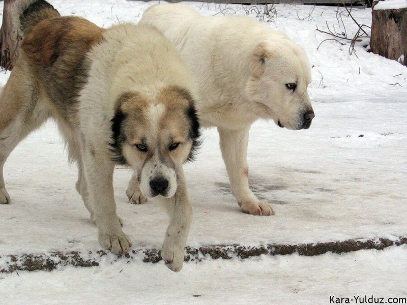 Central Asian Shepherd