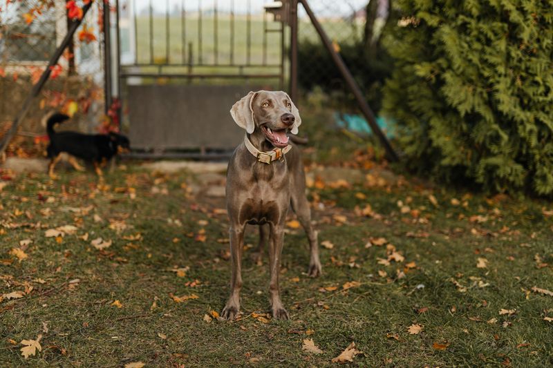 11 dog breeds that may not suit every home with young kids - plus 2 more forgiving family companions 11 Weimaraner