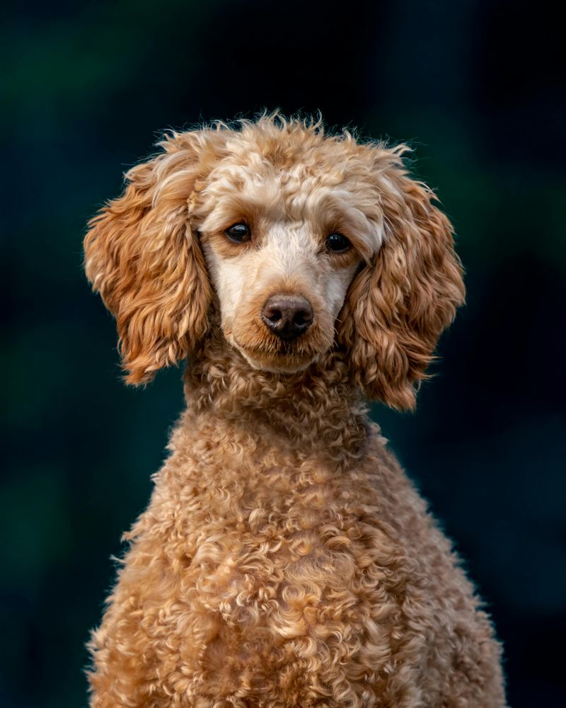 17 dog breeds that have the clearest physical features linked to their original purpose 13 Poodle