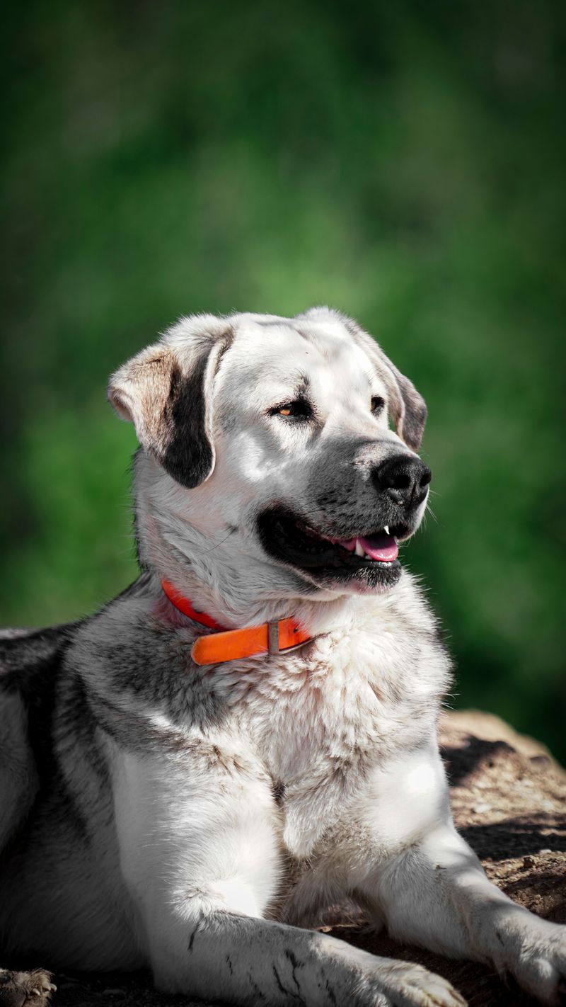 Anatolian Shepherd Dog: Guardian on Its Own Terms