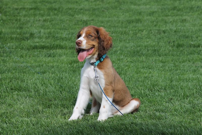 Stop wearing your dog out physically and start challenging them mentally instead 10 English Springer Spaniel