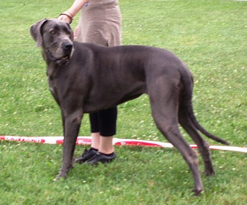 Great Dane