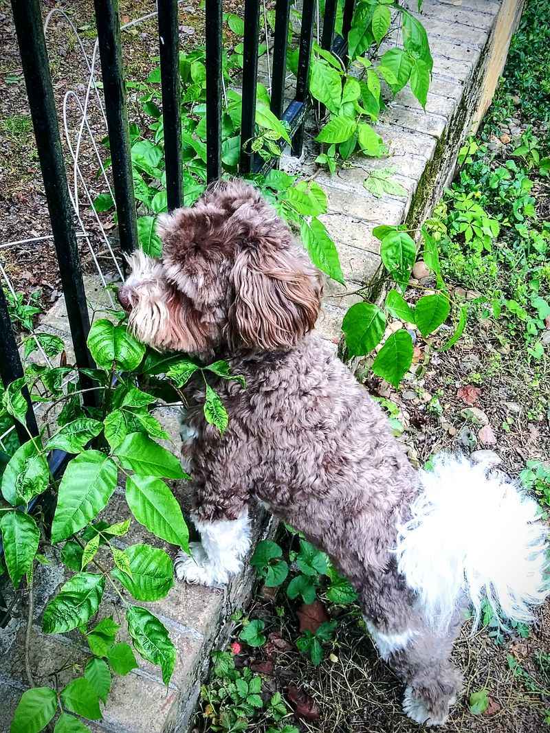 Havanese