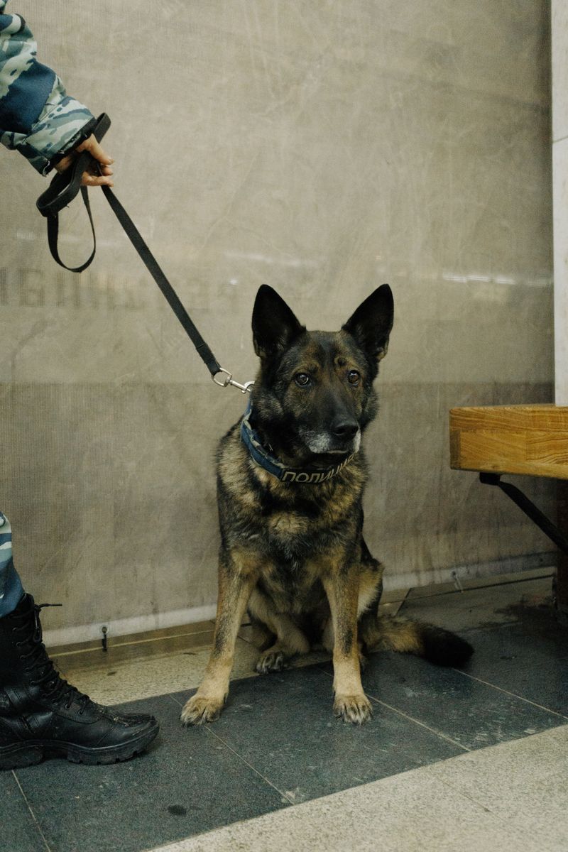 These 14 scents reveal just how extraordinary a dog's nose really is 8 Explosives