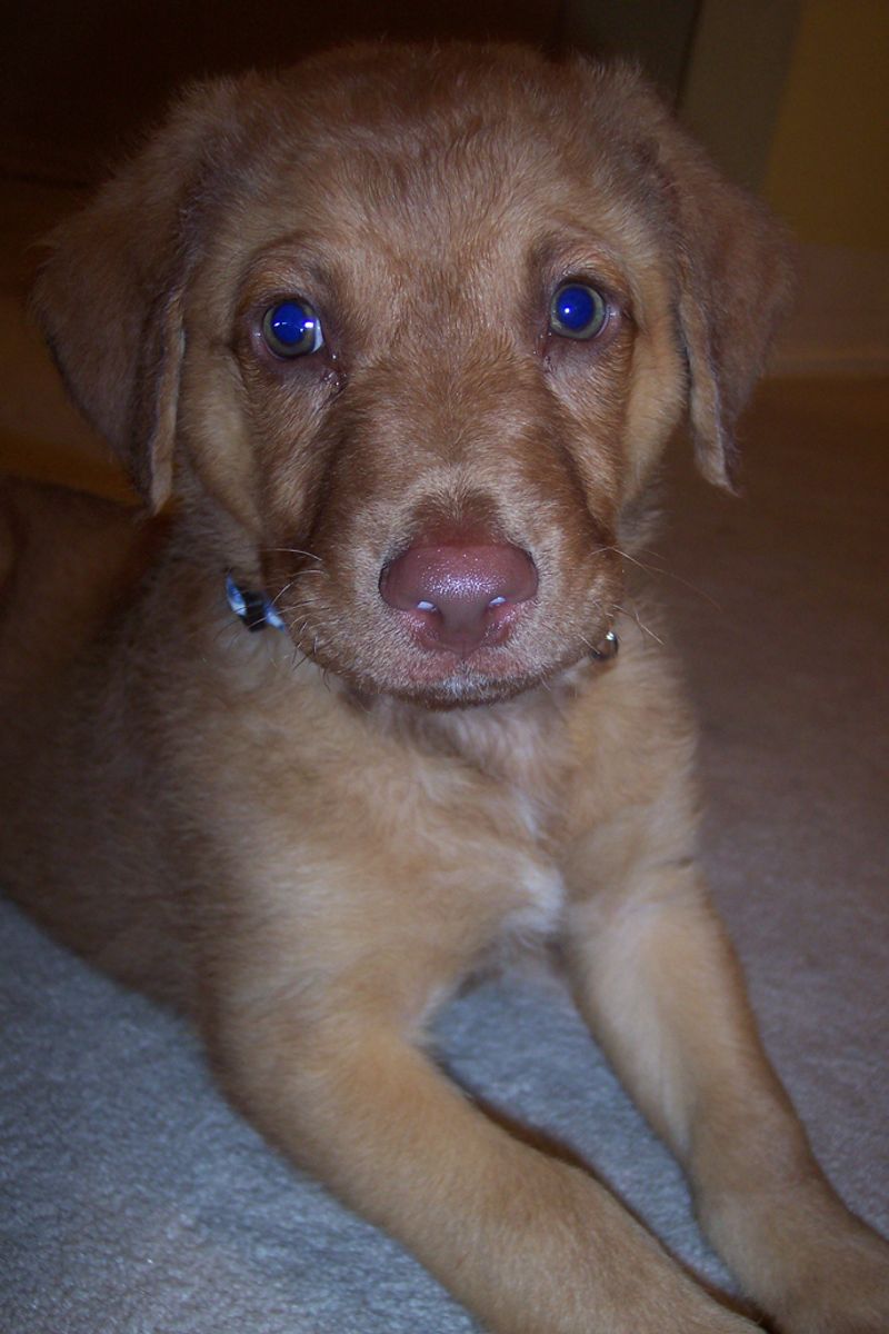 Chesapeake Bay Retriever
