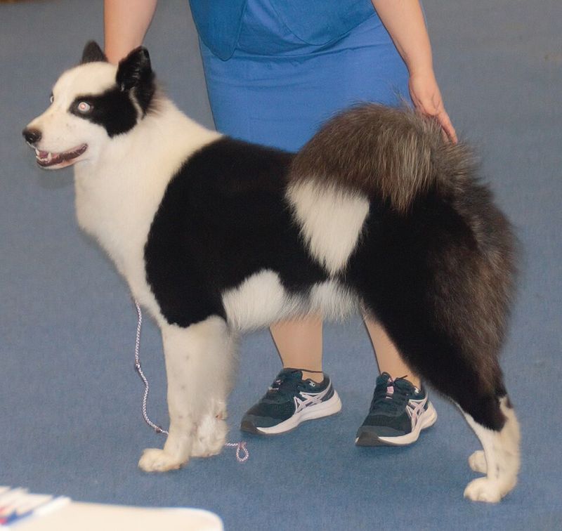 Yakutian Laika