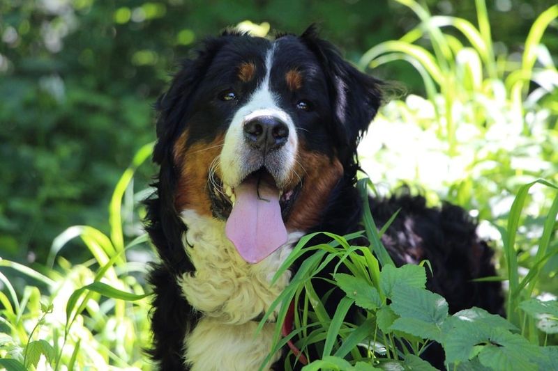Bernese Mountain Dog