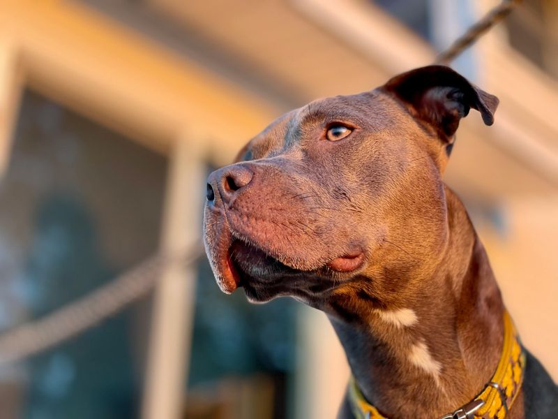 26 Protective Dog Breeds and How to Manage Their High Energy and Instincts 27 American Pit Bull Terrier