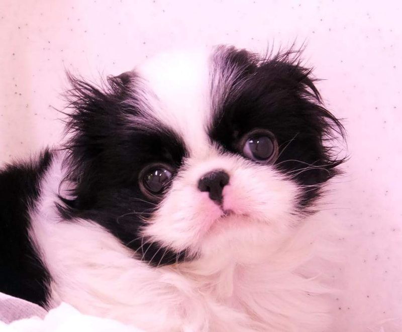 Japanese Chin