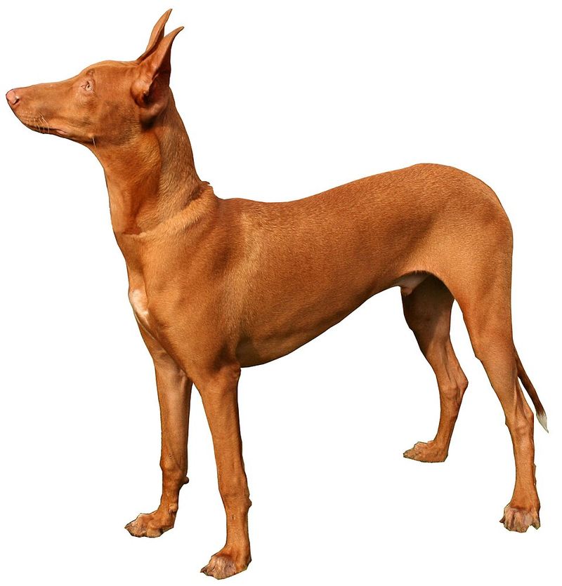 15 breeds that are shockingly fast when they decide to move 16 Pharaoh Hound