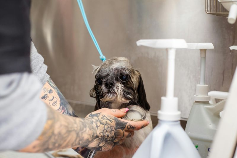 10 Everyday Grooming Mistakes That Slowly Ruin Your Dog’s Coat 3 Using the Wrong Shampoo