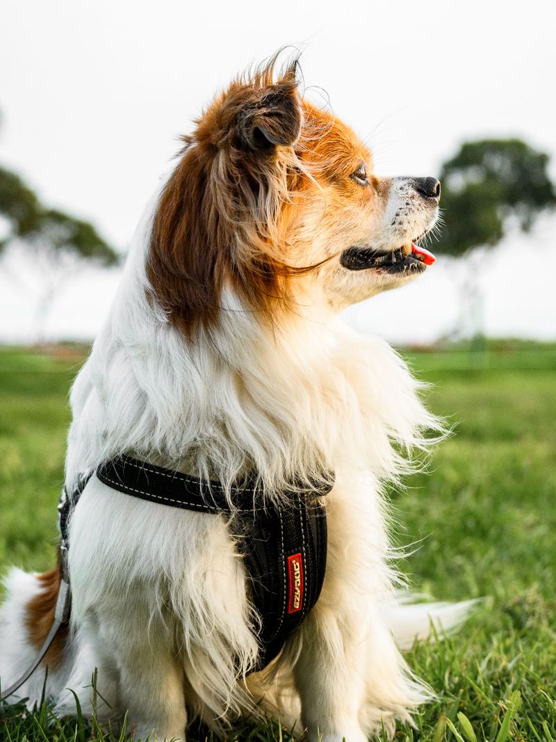 13 small dogs that combine big personalities with a love of human company 11 Papillon