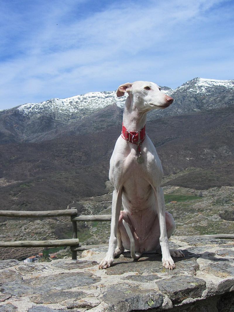 Galgo Español