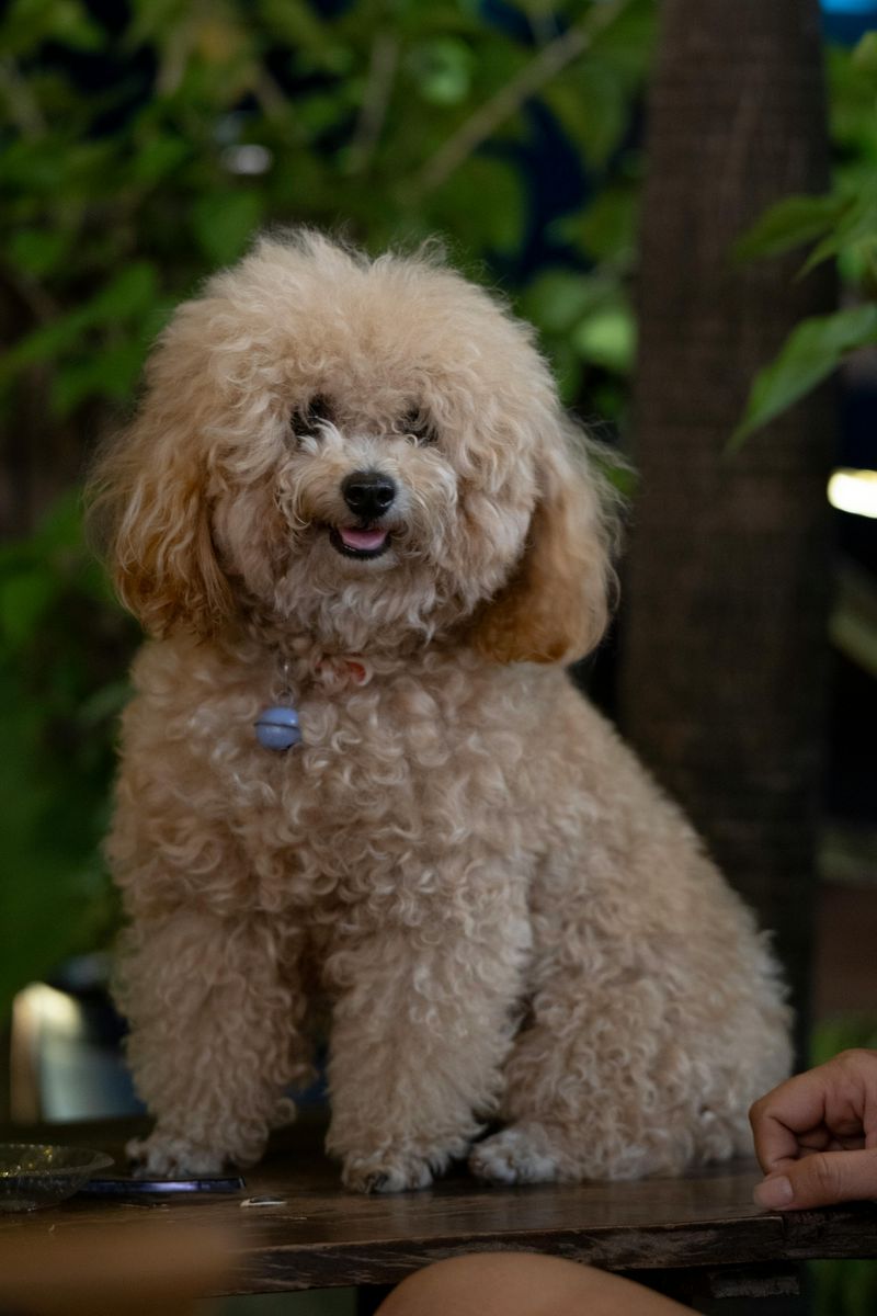 Toy Poodle