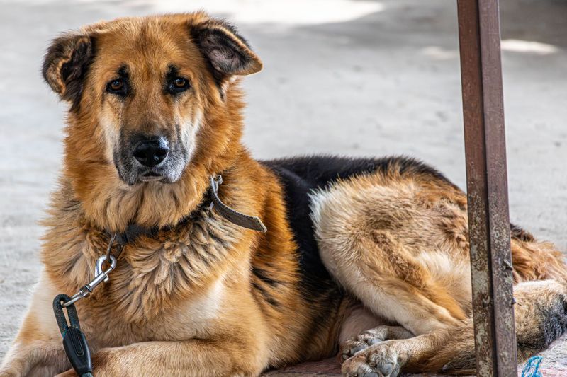 Some dog breeds leave such a lasting impression that every future companion has big shoes to fill 4 German Shepherd