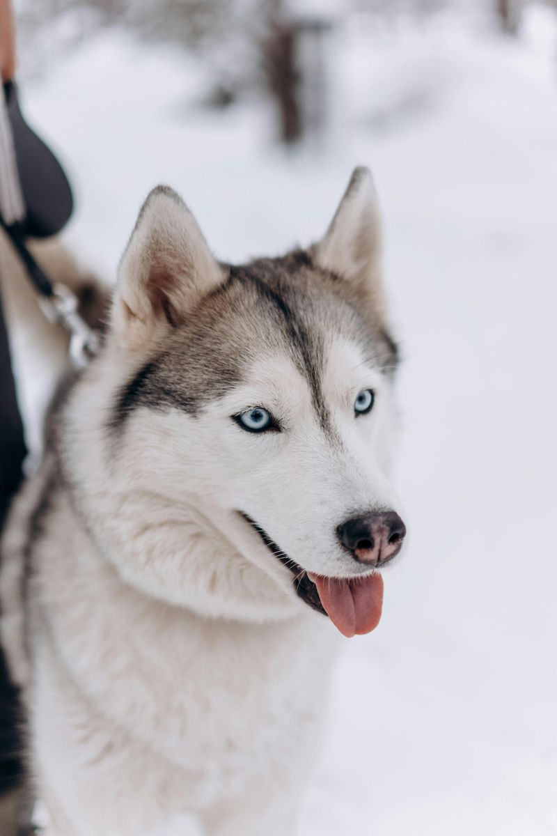18 dog breeds that make “we’ll figure it out later” a terrible strategy 6 Husky