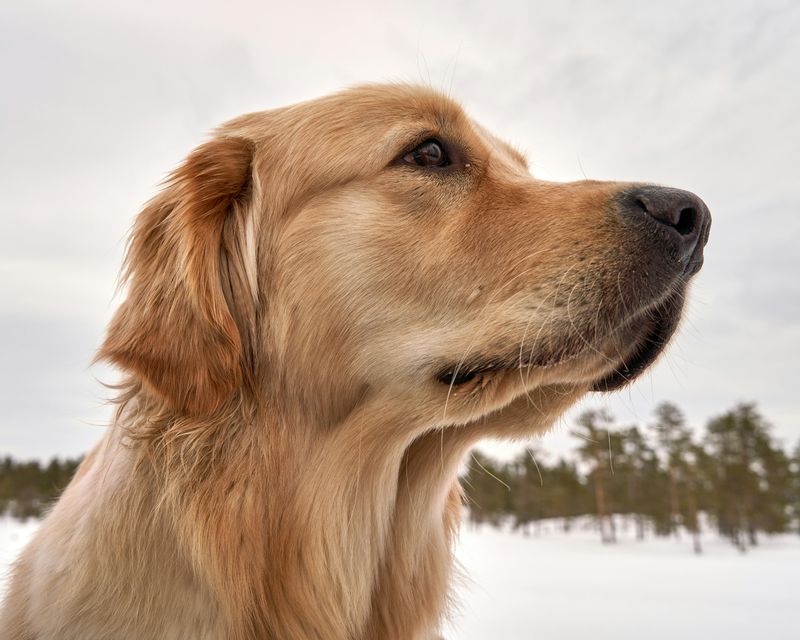 14 Dog Breeds Remarkably Known for Their Human-Like Behaviors 4 Golden Retriever