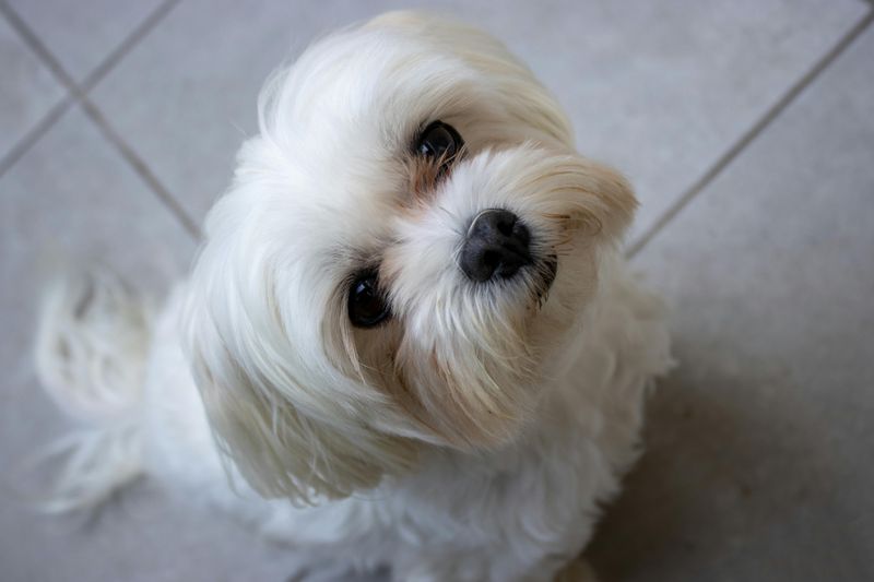 15 Dog Types That Are Happiest Living In Small Apartments 13 Maltese