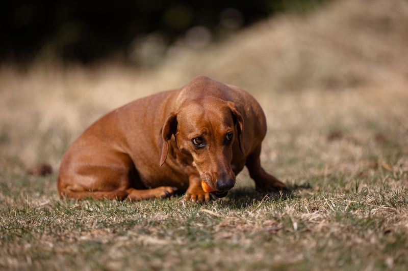 Not every great dog needs complicated grooming, endless exercise and constant entertainment 11 Dachshund