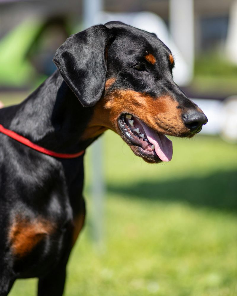 Doberman Pinscher