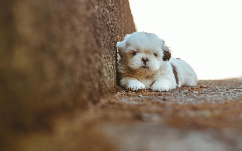 11 Tiny Dogs with Big Personalities and Loving Natures 5 Shih Tzu