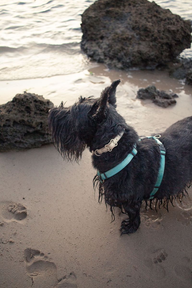 Some dogs charge into trouble - These breeds would rather figure out whether trouble is worth it 7 Scottish Terrier