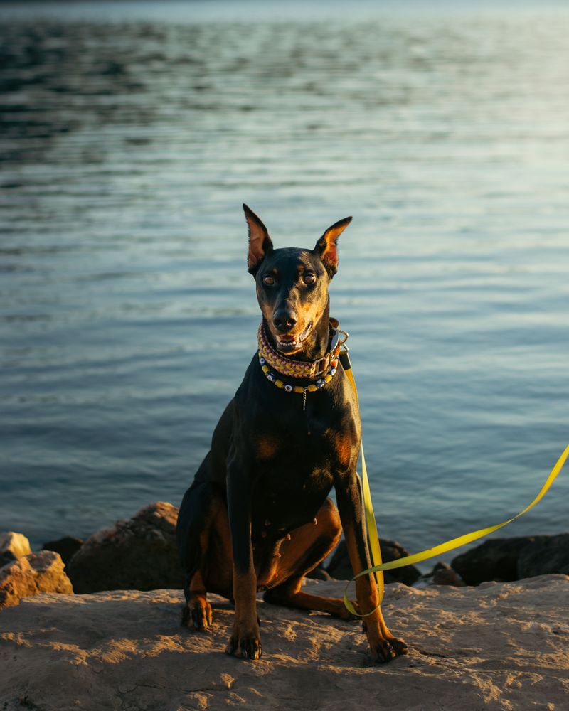 12 dog breeds that can make you reconsider how much time your future companion will actually spend alone 9 Doberman Pinscher